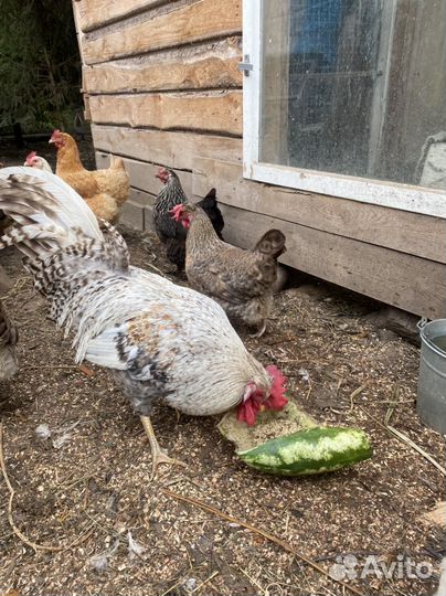 Легбар кремовый две курицы и петух