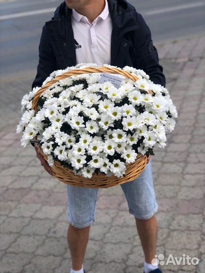 Пушистая хризантема в корзине