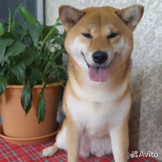 Груминг стрижка собак