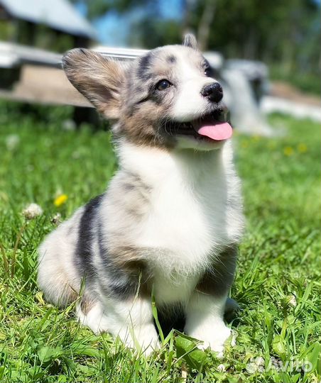 Вельш корги кардиган (доставка)