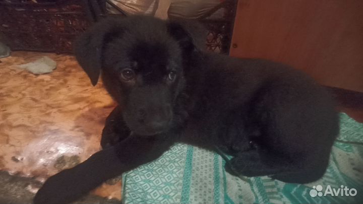 Немецкая овчарка