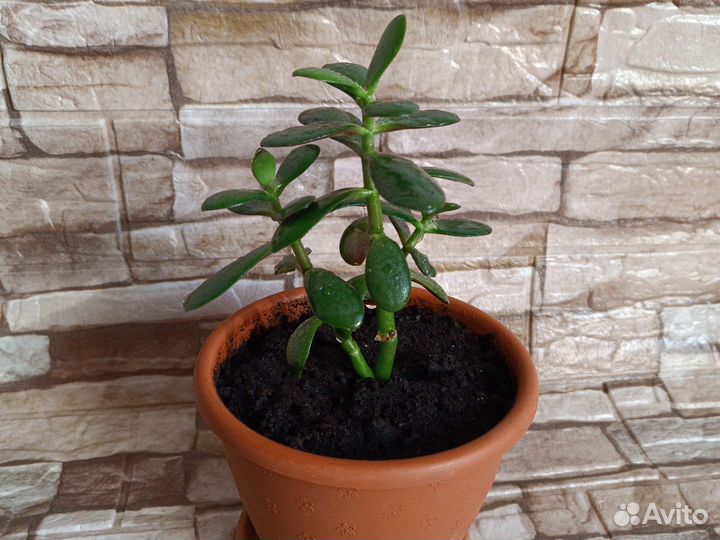 Крассула/Толстянка/Денежное дерево