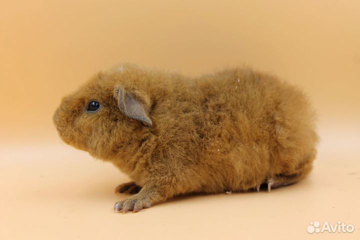 Морская свинка тедди малыши