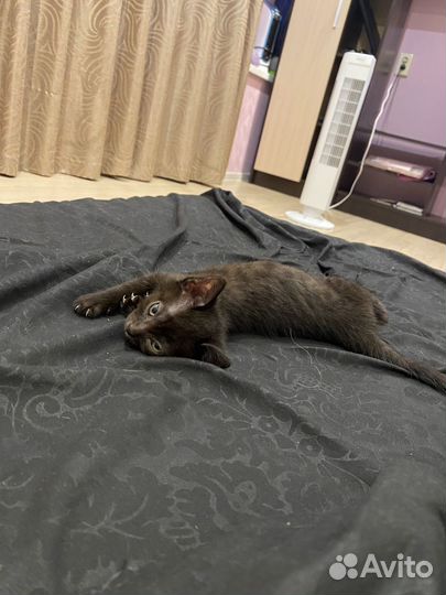 Котенок меланистик