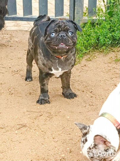 Щенки, вязки белые /крем /цветные мопсята