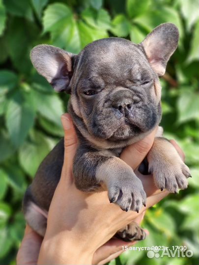 Французский бульдог