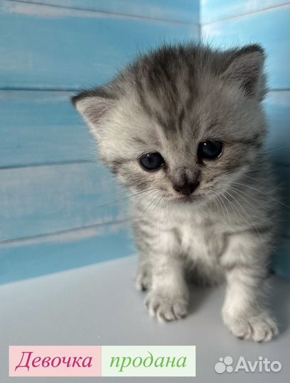Британские котята