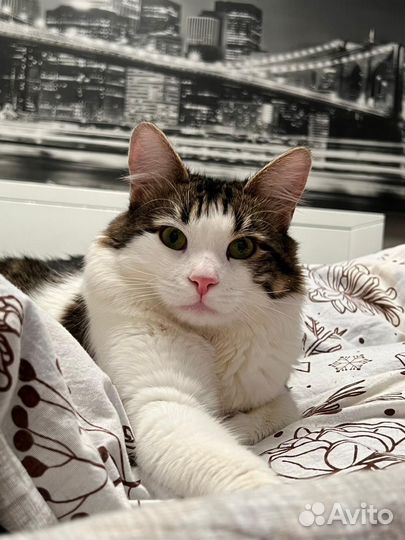 Кот ищет дом
