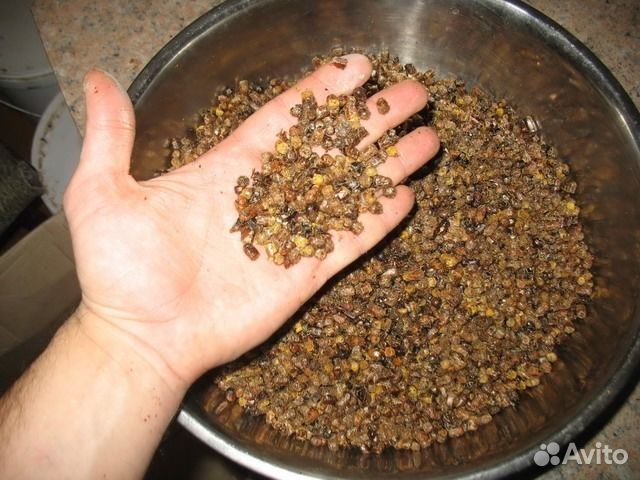 Пчелиная пыльца