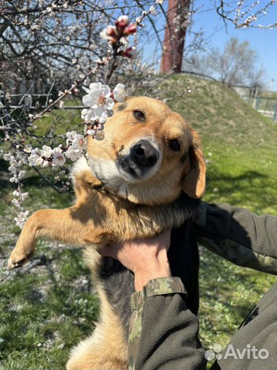 Собака в добрые руки