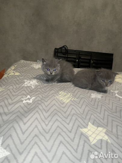 Британские котята