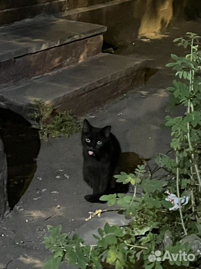 Кот в добрые руки