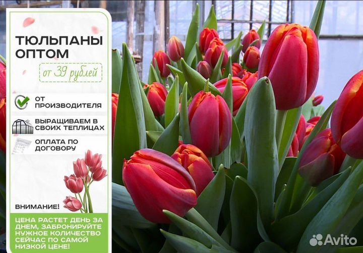 Тюльпаны оптом