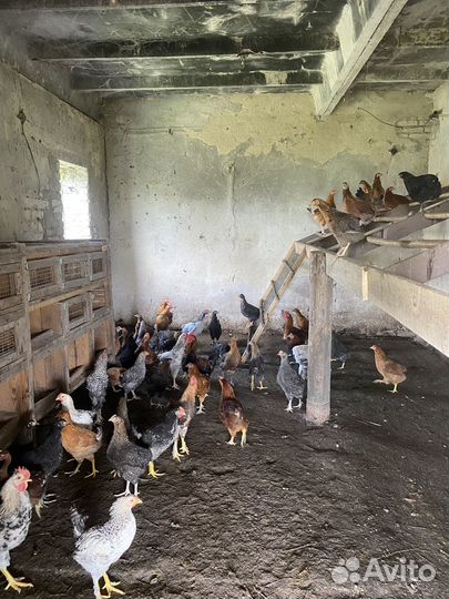 Молодые петушки