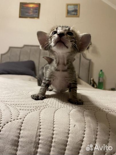 Ориентальные котята