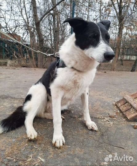 Сидит и ждет в клетке приюта