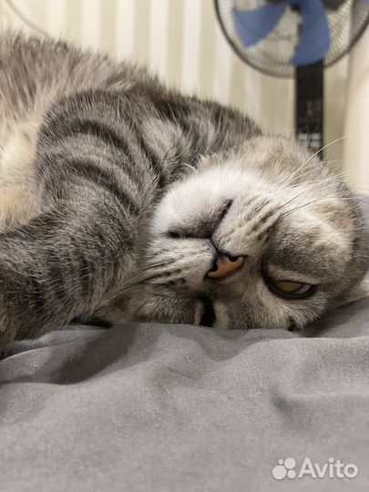 Шотландская кошка