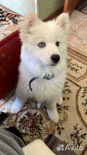 Собака самоед