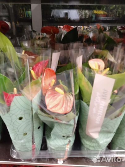 Комнатные цветы