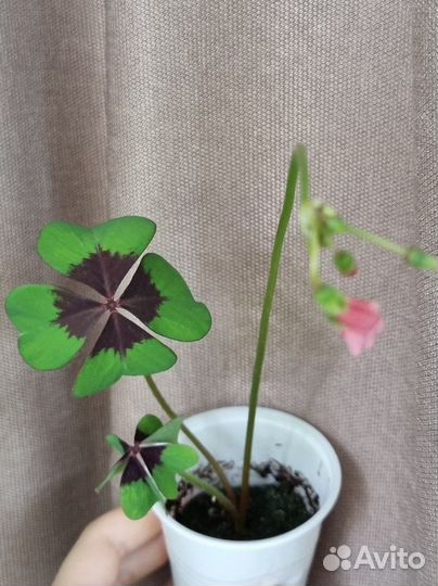 Кислица оксалис айрон кросс