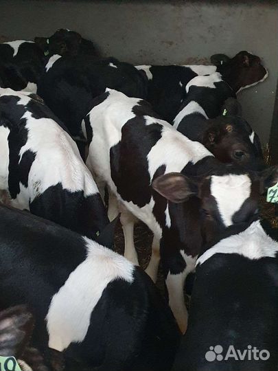 Телята бычки