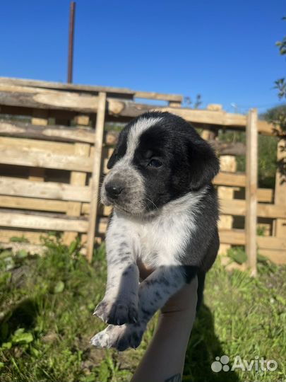 Щенки курцхаара