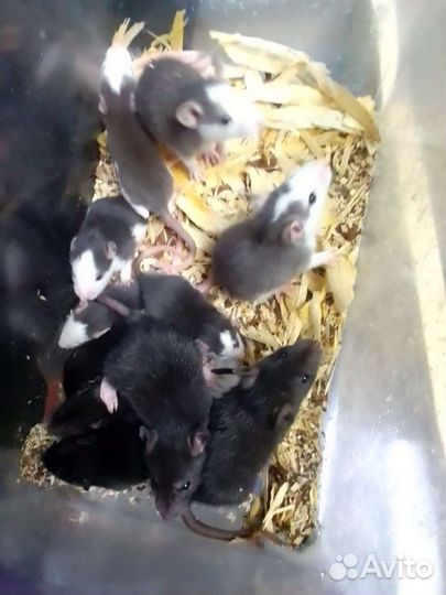 Крыса дамбо