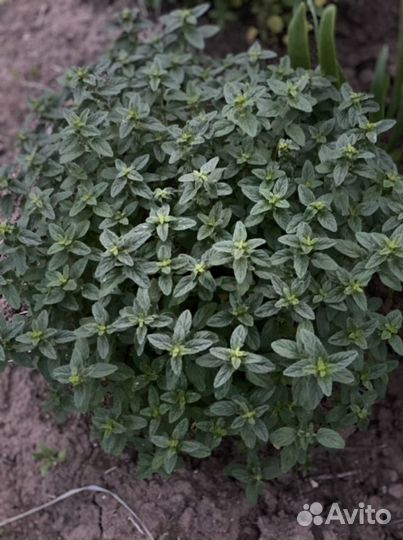 Тархун,Душица,Иссоп,Луки,Любисток,Мята