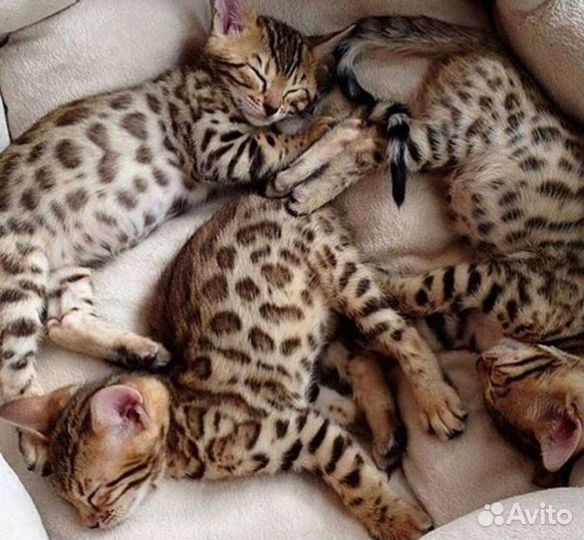 Бенгальские котята