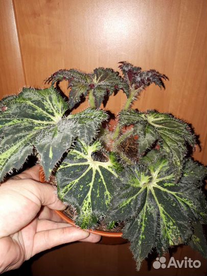 Бегония, сингониум