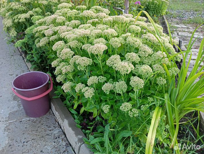 Многолетнее растение очиток