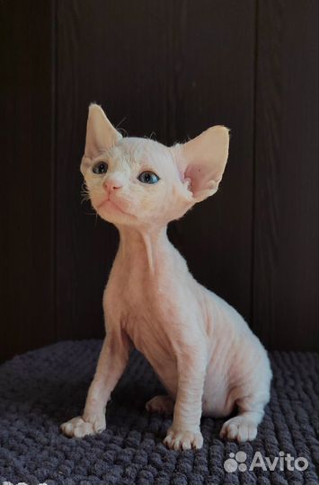 Котята девон-рекс