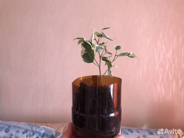 Комнатные цветы (фикус, гиппеаструм)