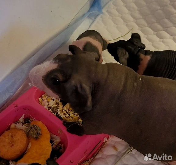 Морская свинка скинни