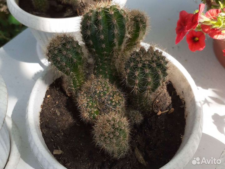 Кактус