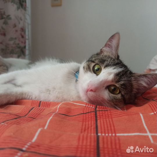 Кошка в добрые руки