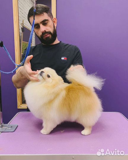 Груминг собак