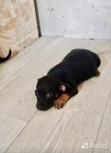 Щенки ищут дом