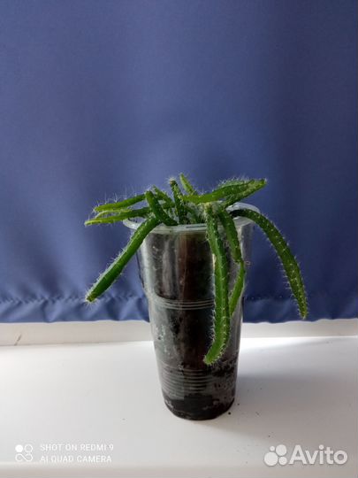 Кактусы редкие