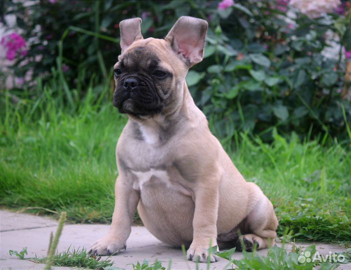 Мальчишка и девчонка