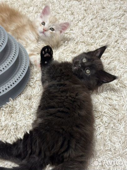 Котята мейн-кун