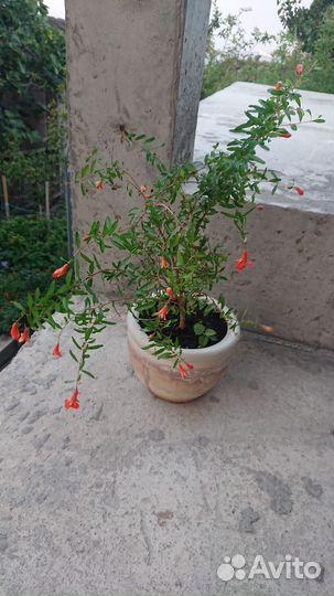 Гранат карликовый комнатный