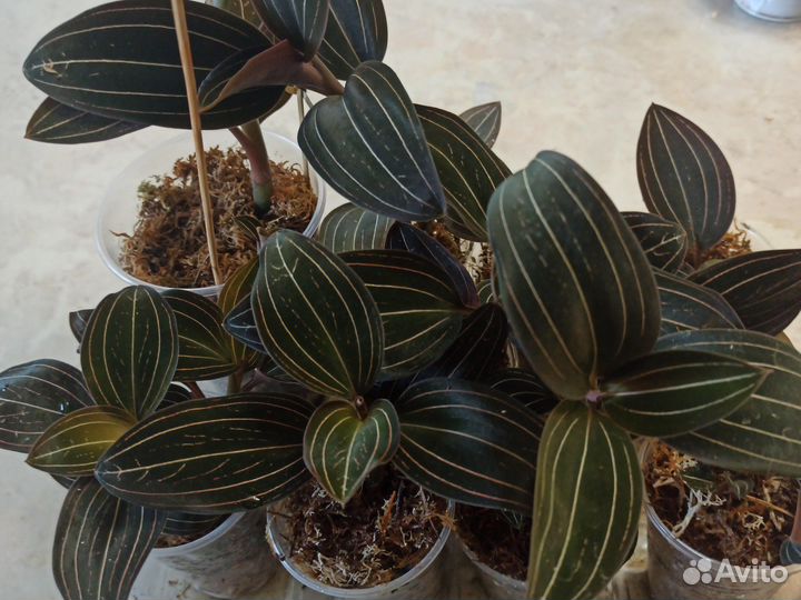 Драгоценная орхидея и горшок большого объёма