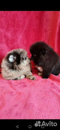 Шпице детки и шпицы подростки