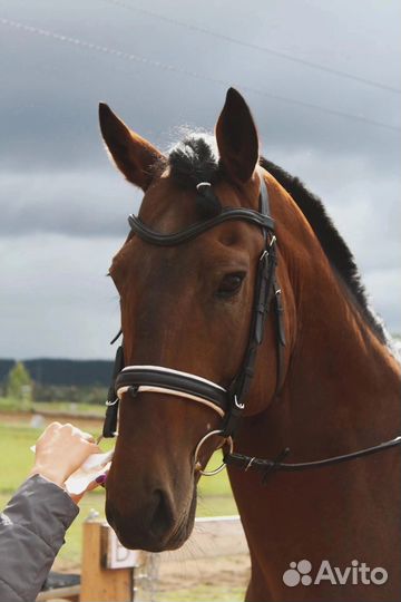 Жеребцы на случку