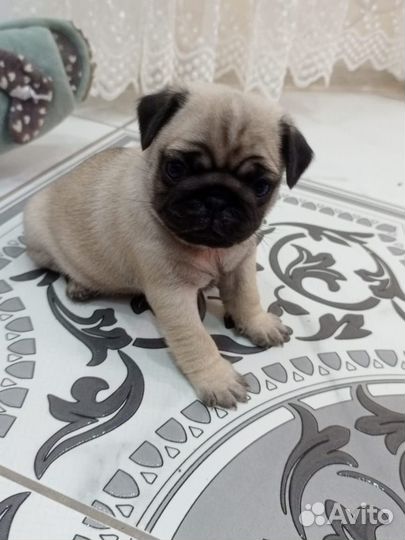 Щенки мопса