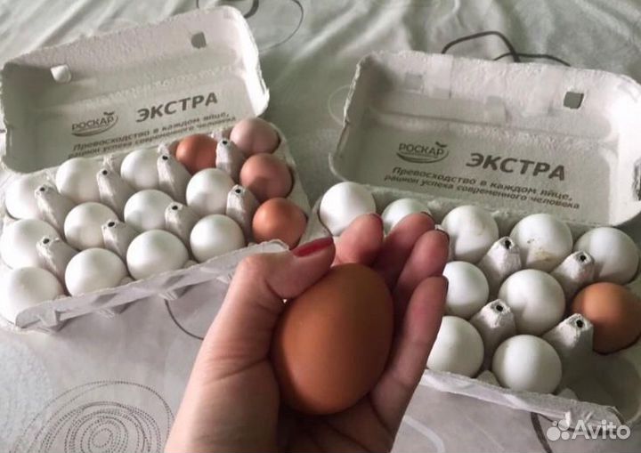 Кура свежая, яйцо куриное и перепелиное