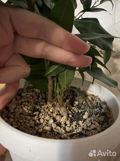 Фикус бенджамина