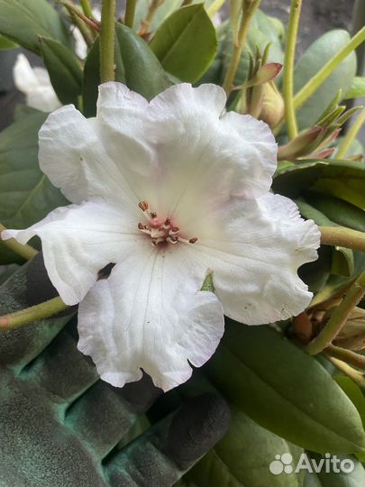 Рододендрон