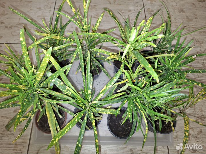 Кротон Пиктум спот